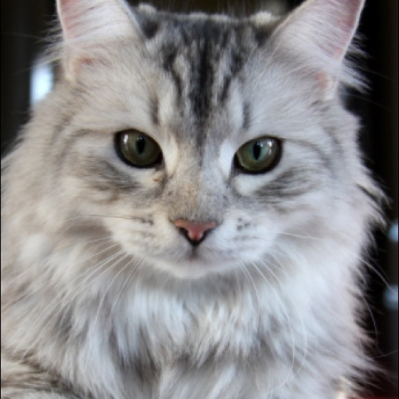 Meet your Posher, Alec - Picture 1 of 1